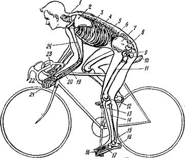 Анатомо-антропометрические аспекты посадки велогонщика