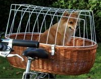 На велосипеде с собакой